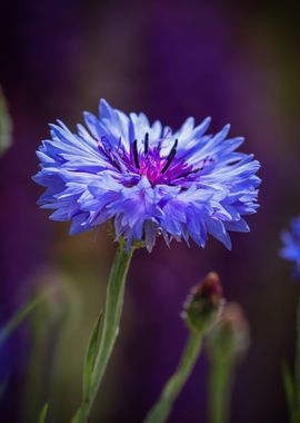 Macro Purple Wild Flower