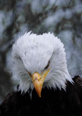 Bald Eagle Portrait