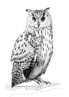 Hand drawing owl