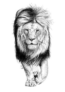 Hand drawing lion