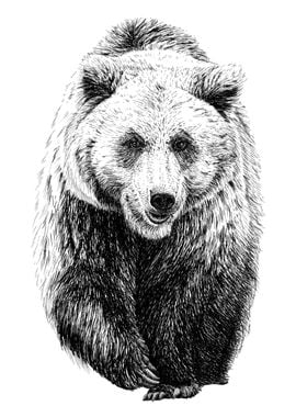 Hand drawing bear