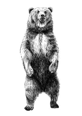 Hand drawing bear