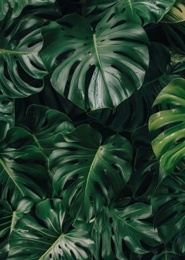 Monstera plant leaves