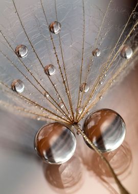 Dandelions and drop