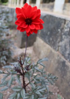 Red Flower