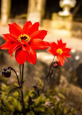 2 Red flowers