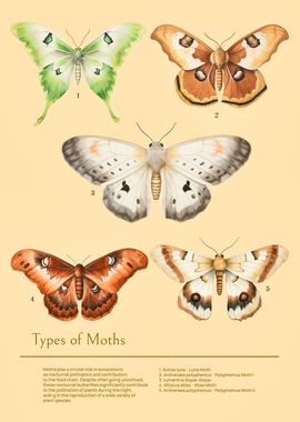 Types of moths