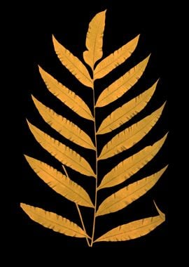 Golden Leaf