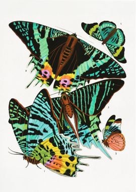 Vintage butterfly 4