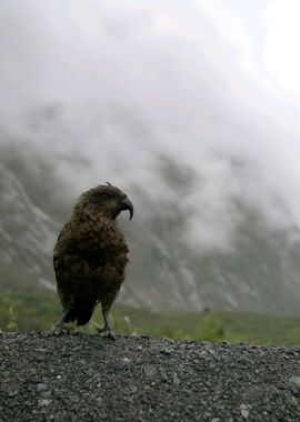 Kea Bird