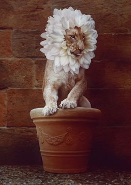 Little Flower Lion