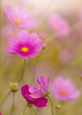 Pink cosmos flowers