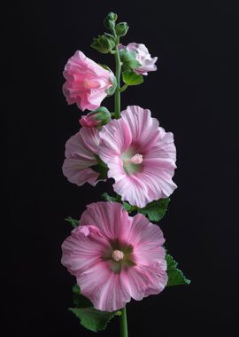 Hollyhock Elegant Flower