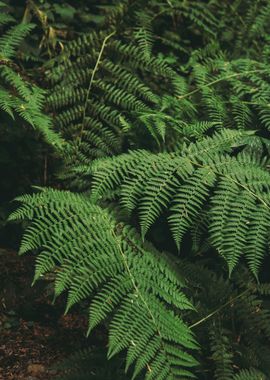 Ferns