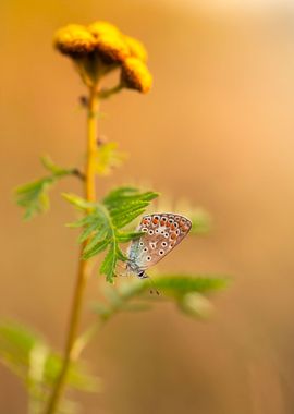 Summer butterfly