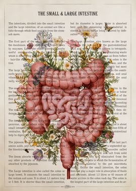 Intestines Anatomy