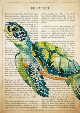 The Sea Turtle