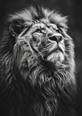 Black and White Lion Photo