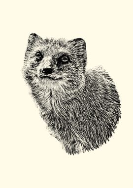  Black And White Mongoose Illustration Poster Picture Metal Print 