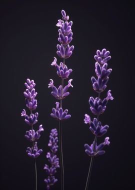 Lavender Flowers on Black