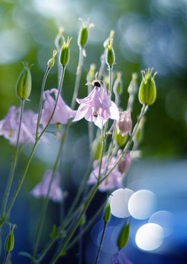 Pink Flowers with Bee