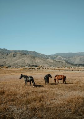 horse three nature