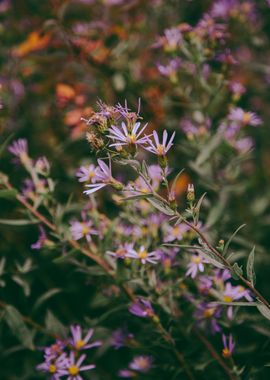 Purple Wildflowers