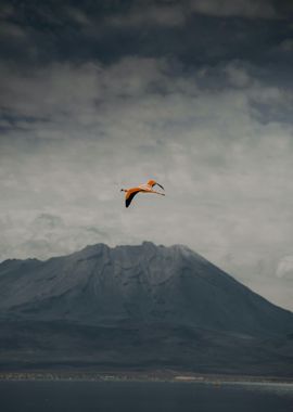 Flamingo in Flight