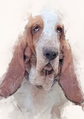 Basset Hound Portrait