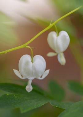 White Bleeding Heart Flowers