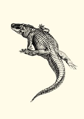 Alligator Illustration