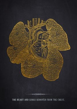 Gold Heart & Lungs Anatomy