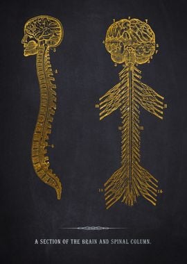 Brain and Spinal Column Diagram