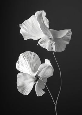 White Flowers on Black