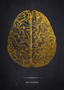 Gold Cerebrum Illustration