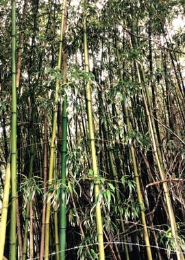 Bamboo Forest