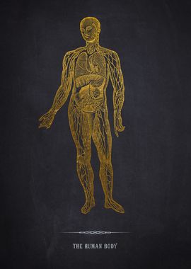 Gold Human Anatomy Illustration