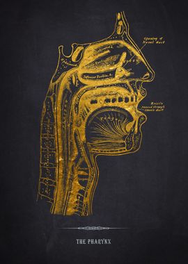 Gold Pharynx Anatomy