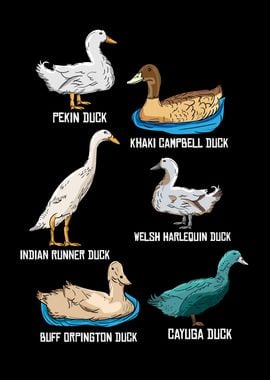 Duck Breeds Gift Men Peking Duck Lover Ducks