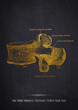 Third Thoracic Vertebra