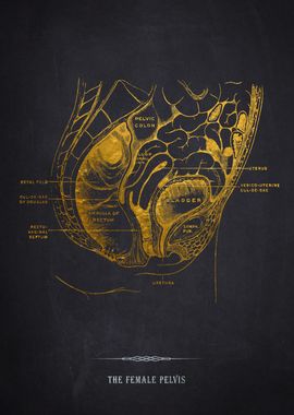 Female Pelvis Anatomy