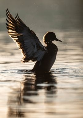 Duck Spreading its wings