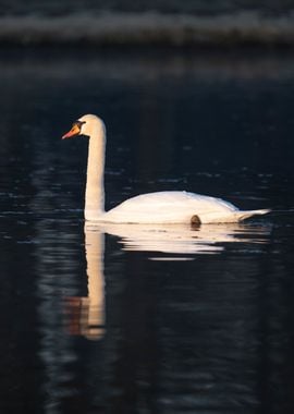 White Swan an its reflection on Calm Water