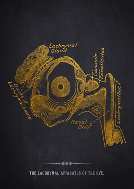 Lachrymal Apparatus of the Eye