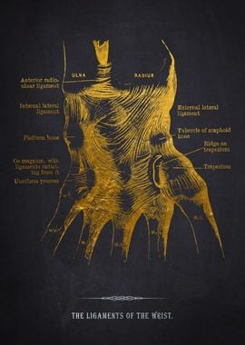 Wrist Ligaments Anatomy