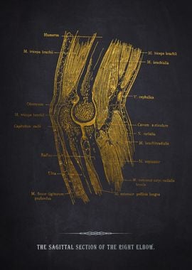 Right Elbow Anatomy