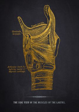 Larynx Muscles Anatomy