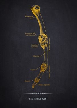 Finger Joint Anatomy Diagram