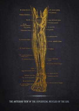 Leg Muscle Anatomy