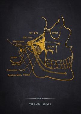 Facial Nerves Anatomy